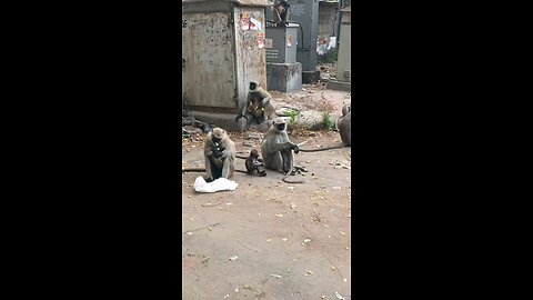 hungry monkey