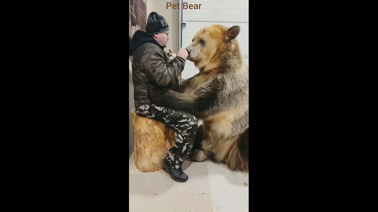 Pet Bear