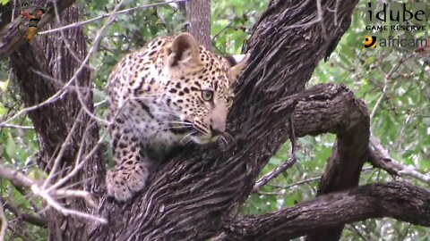 The Other Leopard And Cub: Metsi
