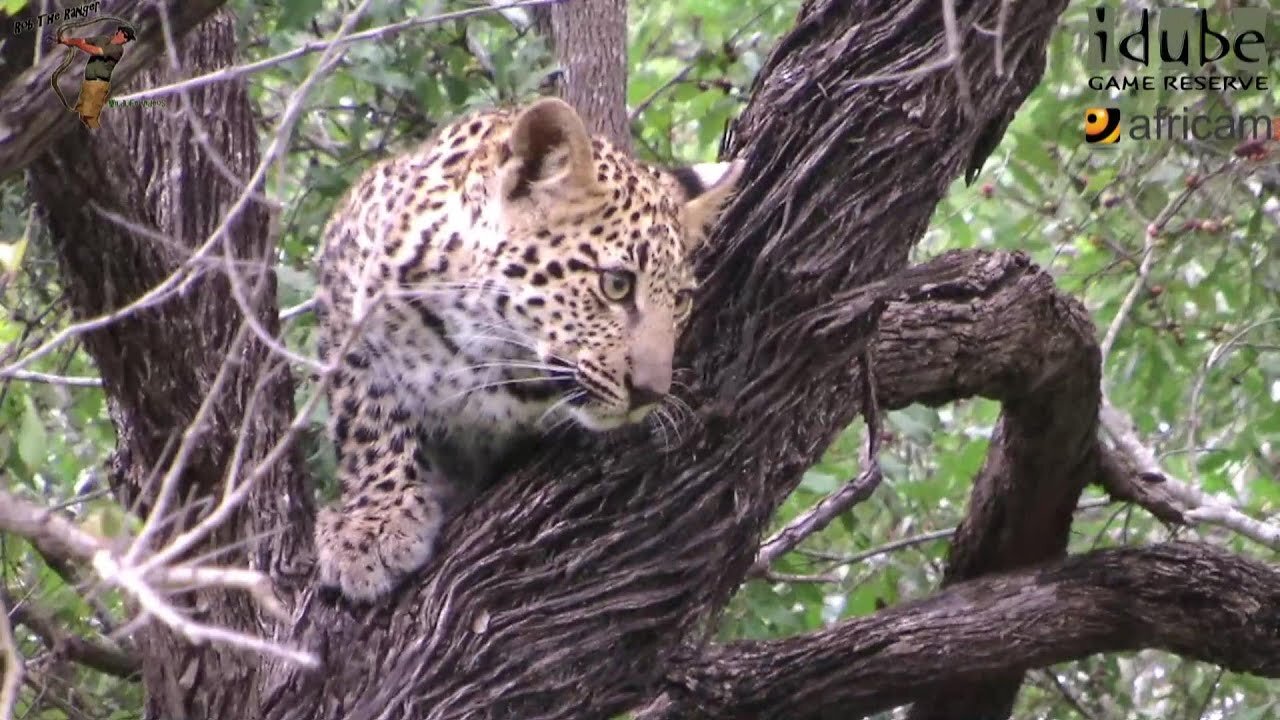 The Other Leopard And Cub: Metsi