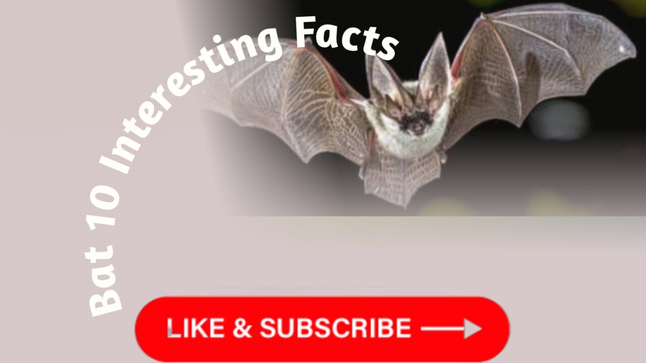 Bat 10 interesting facts 🤔