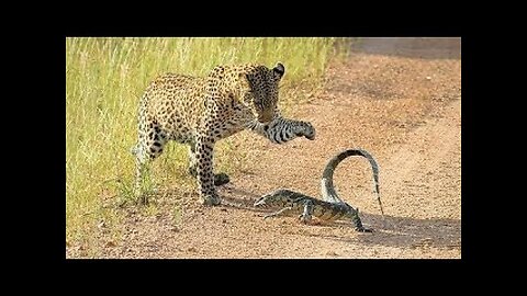 Stoat vs Rabbit Real Fight