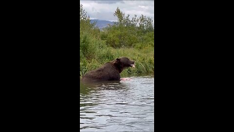 Fully grown brown 🐻 skinning salmon