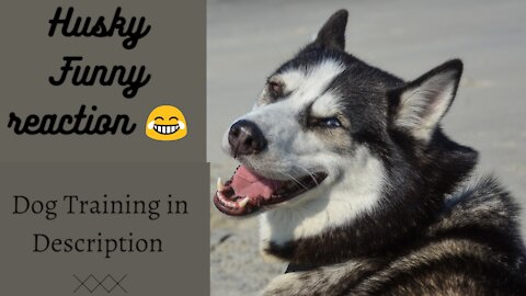 Pets cute funny dog husky