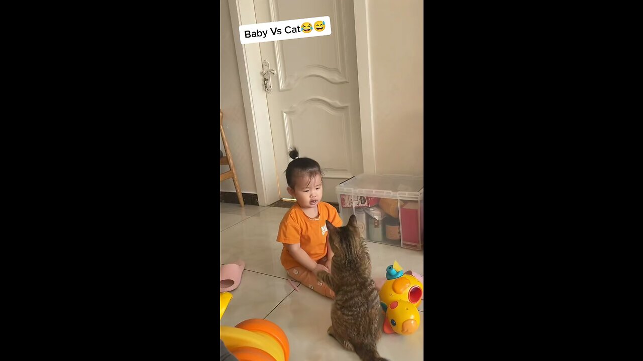 Baby vs cat