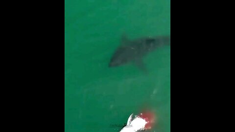 Eating fish