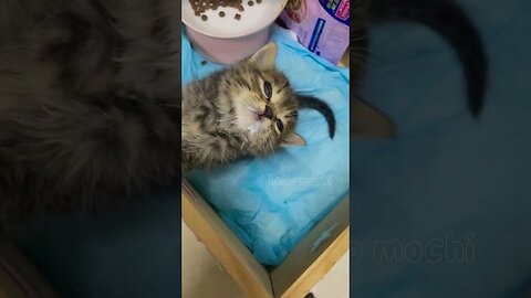 Cat funny moment.