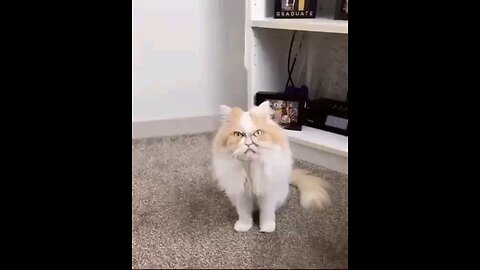 funny cat