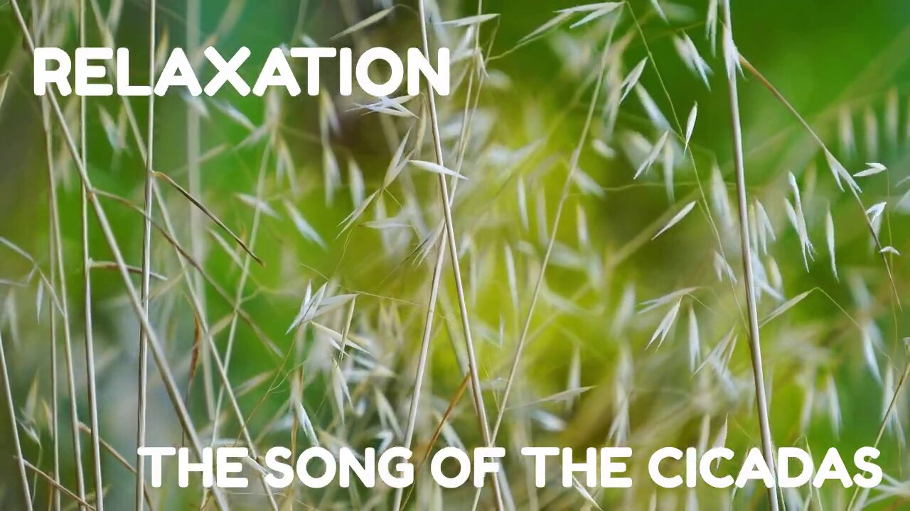 Nature Relaxation Sound | Birds, Cicada Chorus, Wind... | Calm Soothing Amibience for Relax