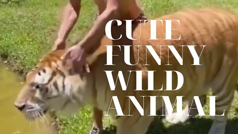 😼Best Funny Animal The funniest animals in history🙀