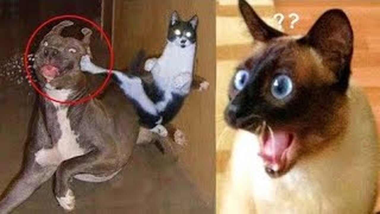 Funniest Dogs and Cats - Awesome Funny Pet Animals Videos