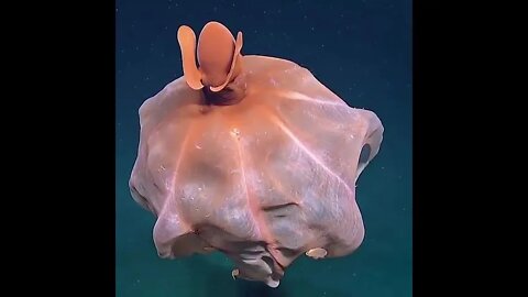 Octopus blowing up after feeling a threat