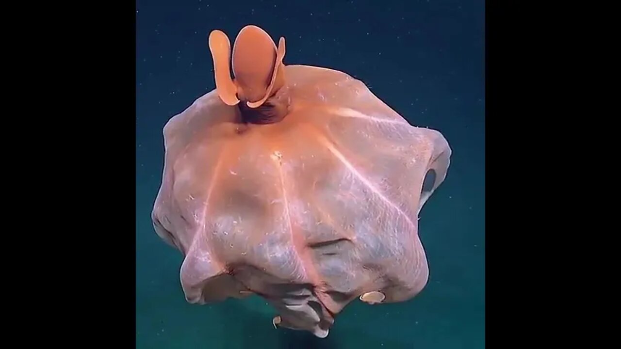 Octopus blowing up after feeling a threat