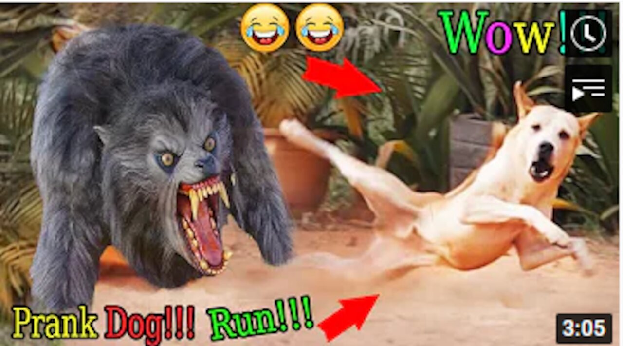 Wow Amazing!!! Lemon Prank Dog So Funny Try To Stop Laugh Challenge Pranks 2021