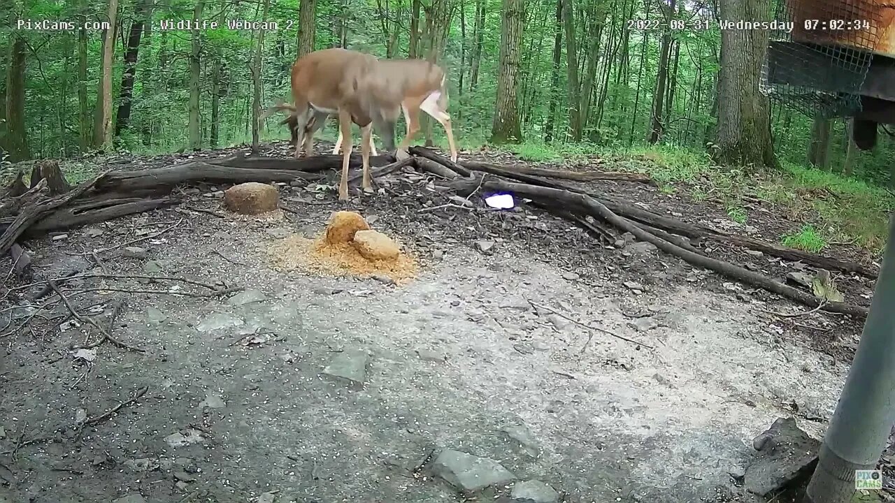 Two nice bucks on PA Wildlife Cam 2 8/31/2022