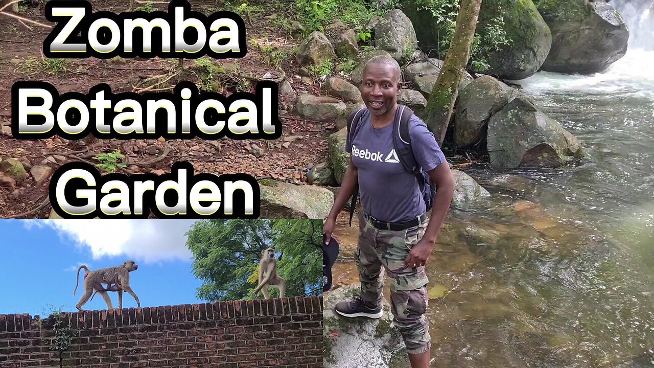 Zomba Botanical Gardens is so serene and beautiful|Enjoy the wall climbing Baboons