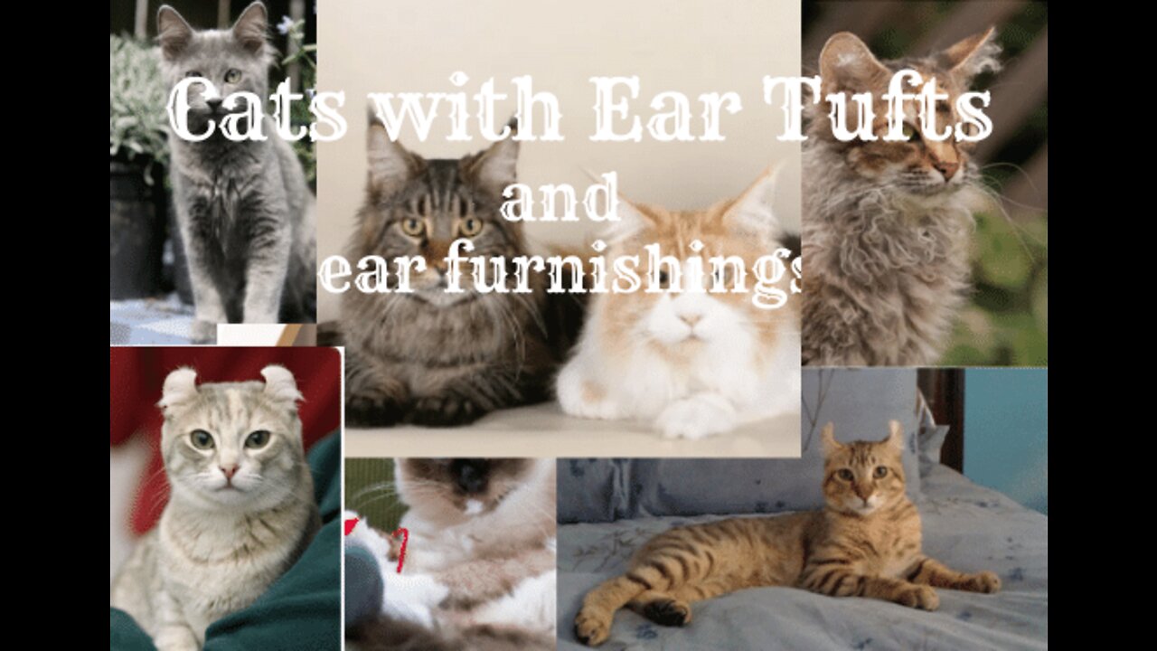 cats with ear tufts and ear furnishings