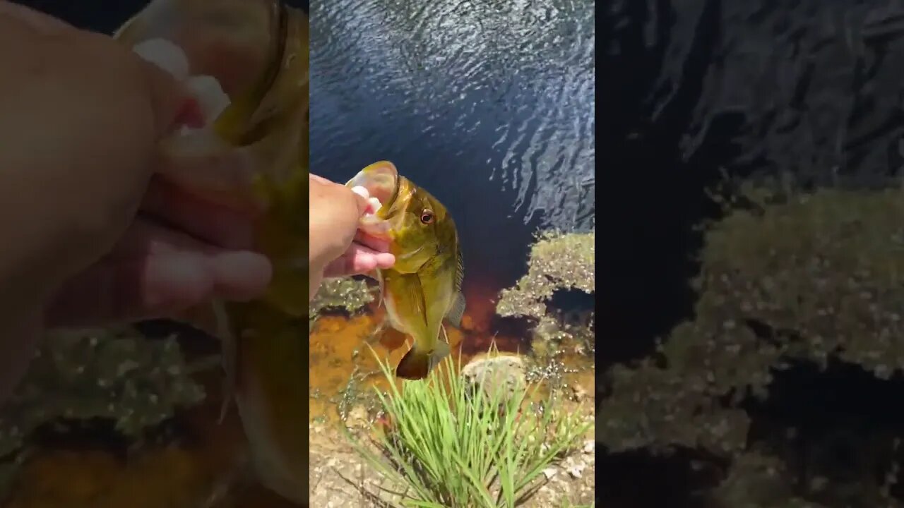 First peacock bass of the day!