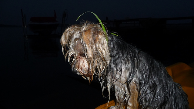 Dog Dance Party. Post Lake Swim!