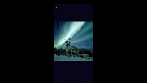 Reindeer + Aurora Boealis = MAGIC