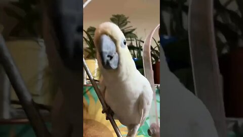 I got moves! #cutepets #shorts #parrot #cockatoo #birdshorts