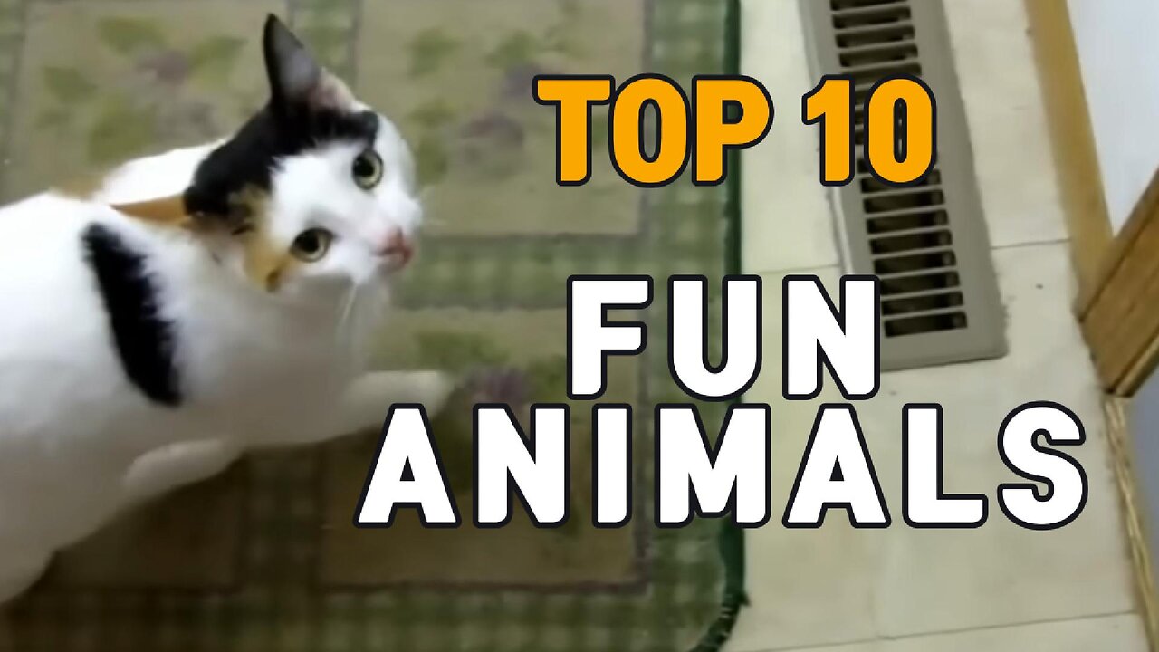 Cute little animals - Dog, cat, chicken, elephant, cow, turtle - Animal sounds