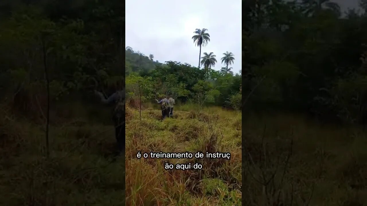 TREINAMENTO DE INSTRUÇÃO COBRA CRIADA