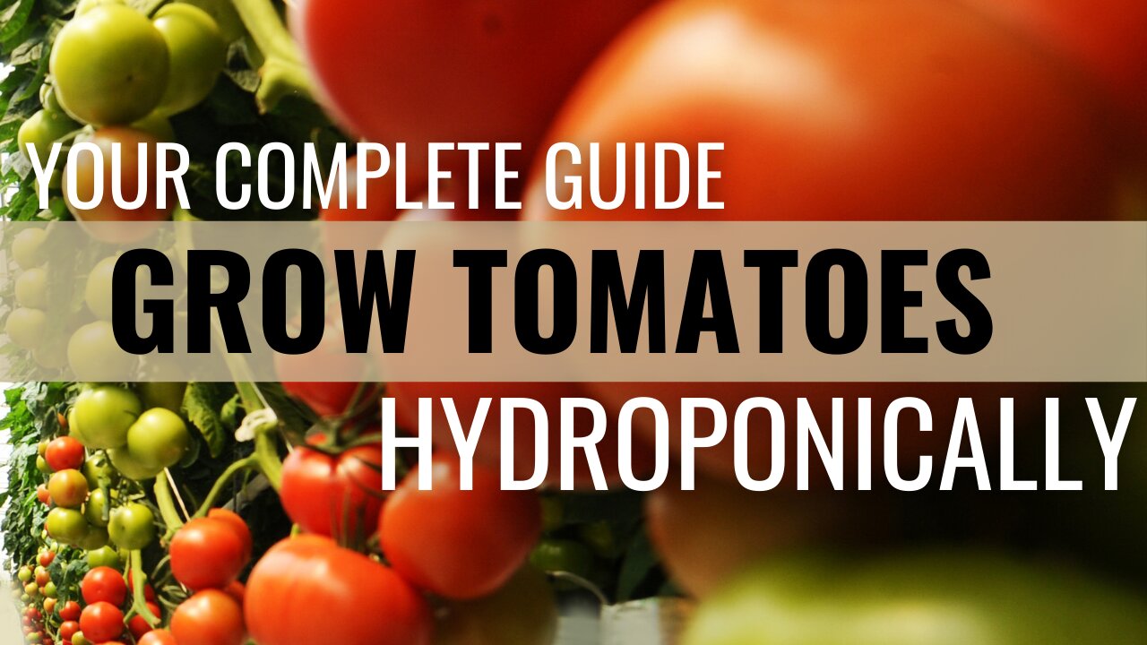 How to grow hydroponic tomatoes #Tomatoes