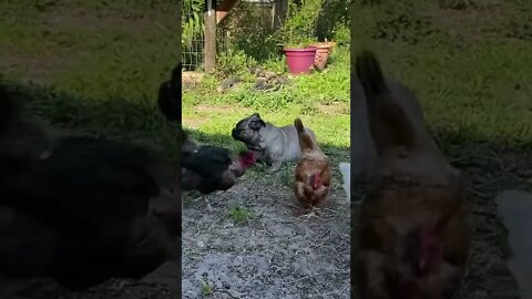 Farm Dog with Her Flock