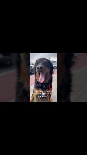 Have you ever seen a golden retriever rottweiler? #Shorts #rottweiler #dogs