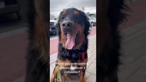 Have you ever seen a golden retriever rottweiler? #Shorts #rottweiler #dogs