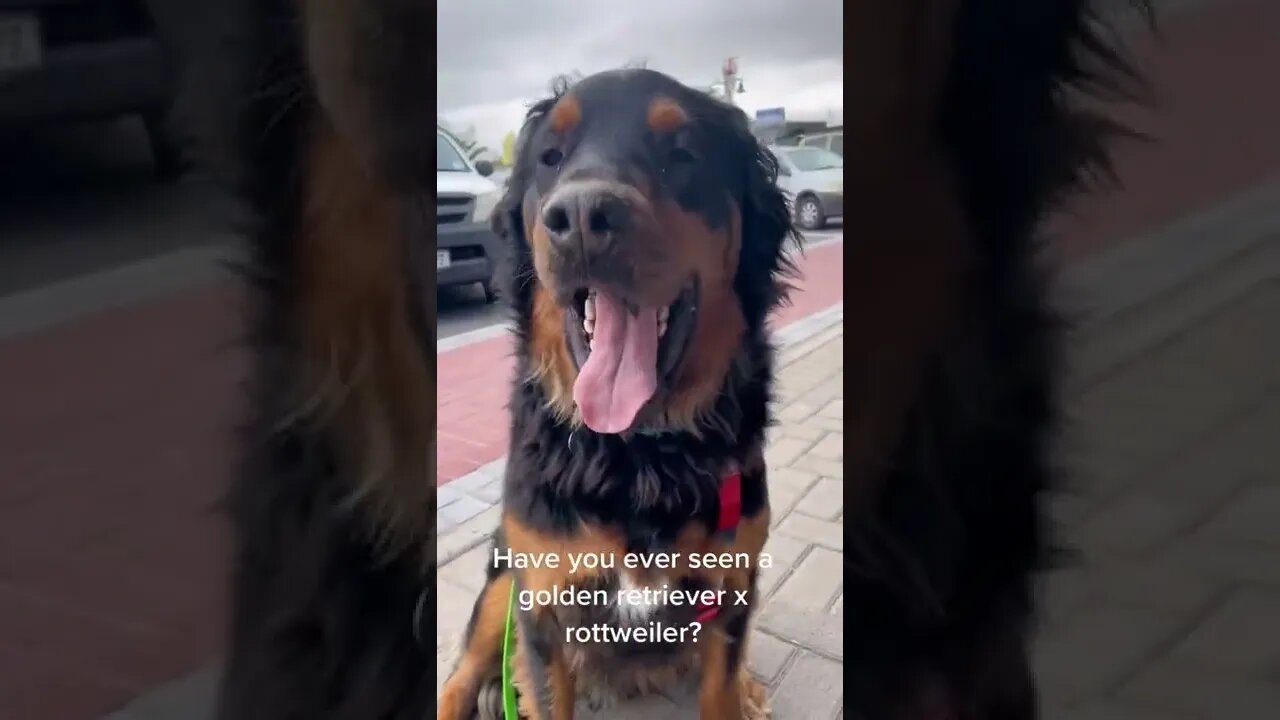 Have you ever seen a golden retriever rottweiler? #Shorts #rottweiler #dogs