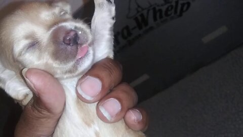 E Litter-9 Days Old