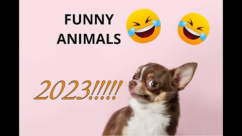 Funniest Animals 2023!!! 😂😂😂