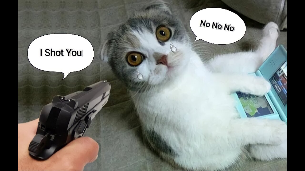 I can shoot This Cat 🤔🤔