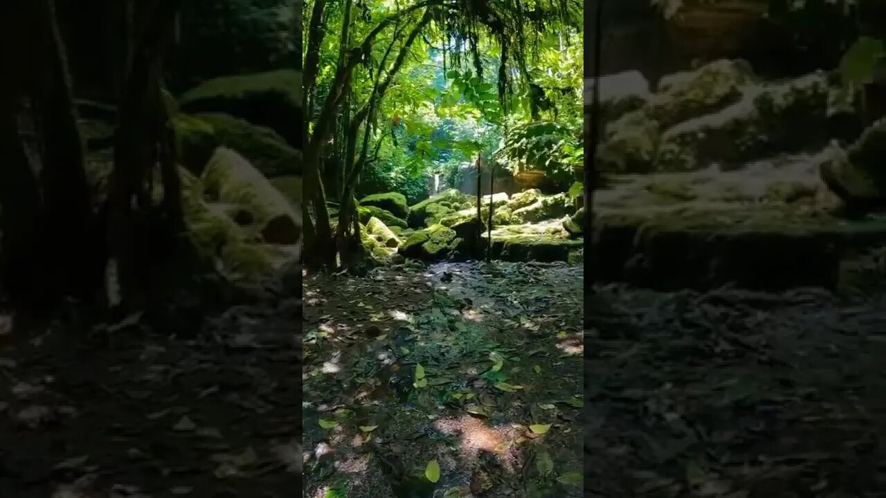 forest#fyp#nature#shorts