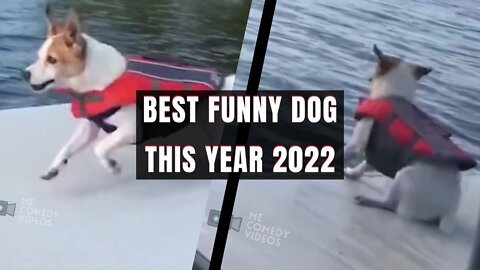 Best Funny dog this year 2022 @Funniest Dog #comedy #funny #dog #memes #india #usa @MeComedyVideos