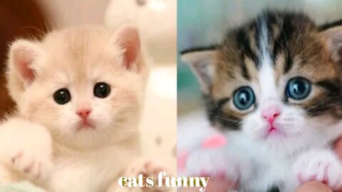 Cats funny video in English