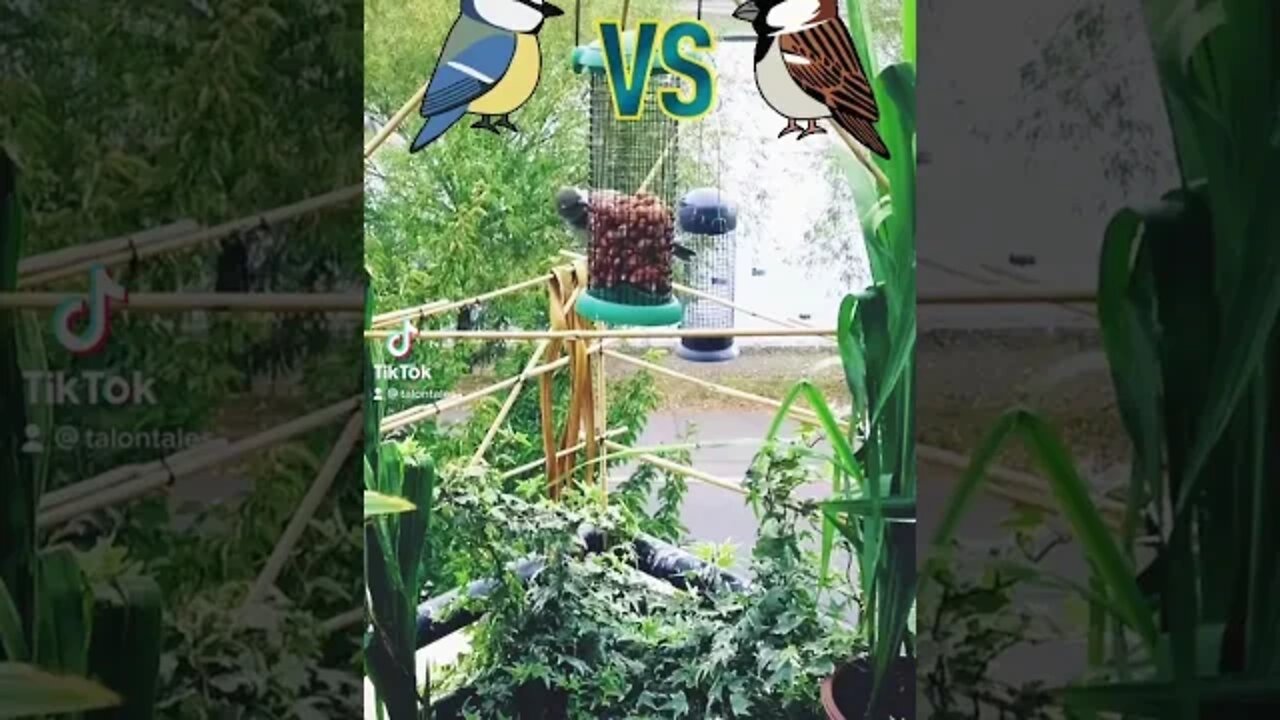 Crash Sparrow-coot - Blue Tit and Sparrow Vie for Nuts