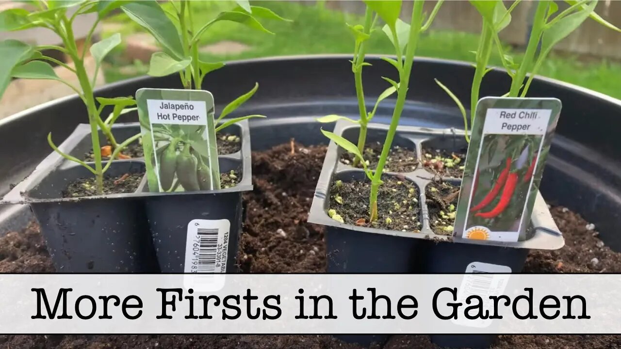 More for the Garden and Updates