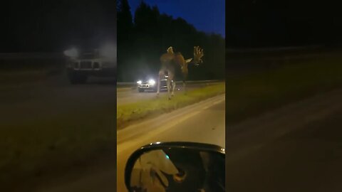 Never realized how massive meese are 😳
