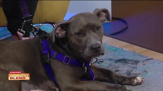 Pet Patrol | Morning Blend