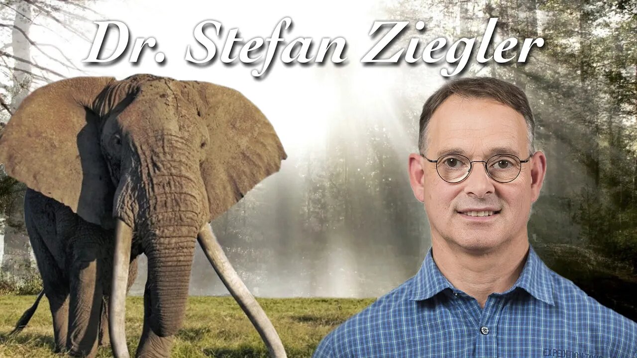 Elfenbein im Keller? - Dr. Stefan Ziegler