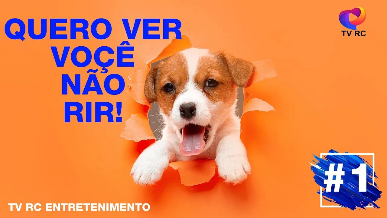 Pets de estimação Engraçados! | Tente não rir! (Os Mais Engraçados)#Hilário #1