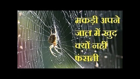 मकड़ी अपने जाल में खुद क्यों नहीं फंसती