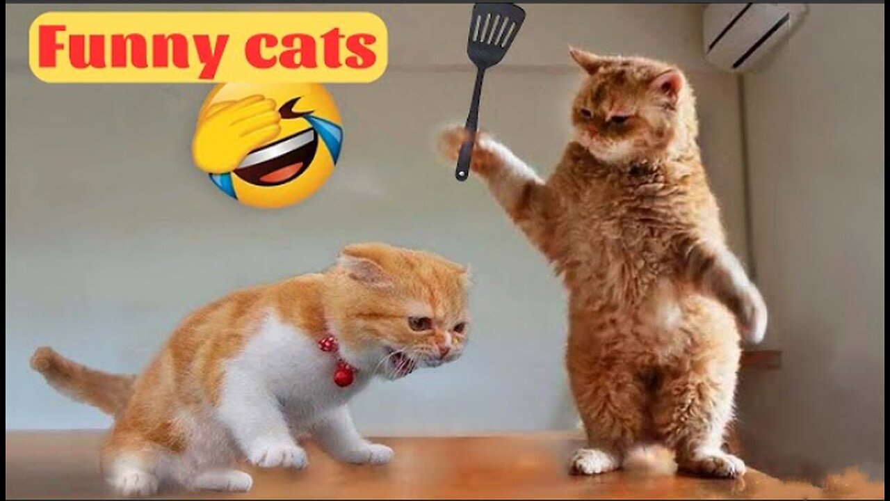 Cute animals funny - funny cats and cute kitten playing compilation part - 1