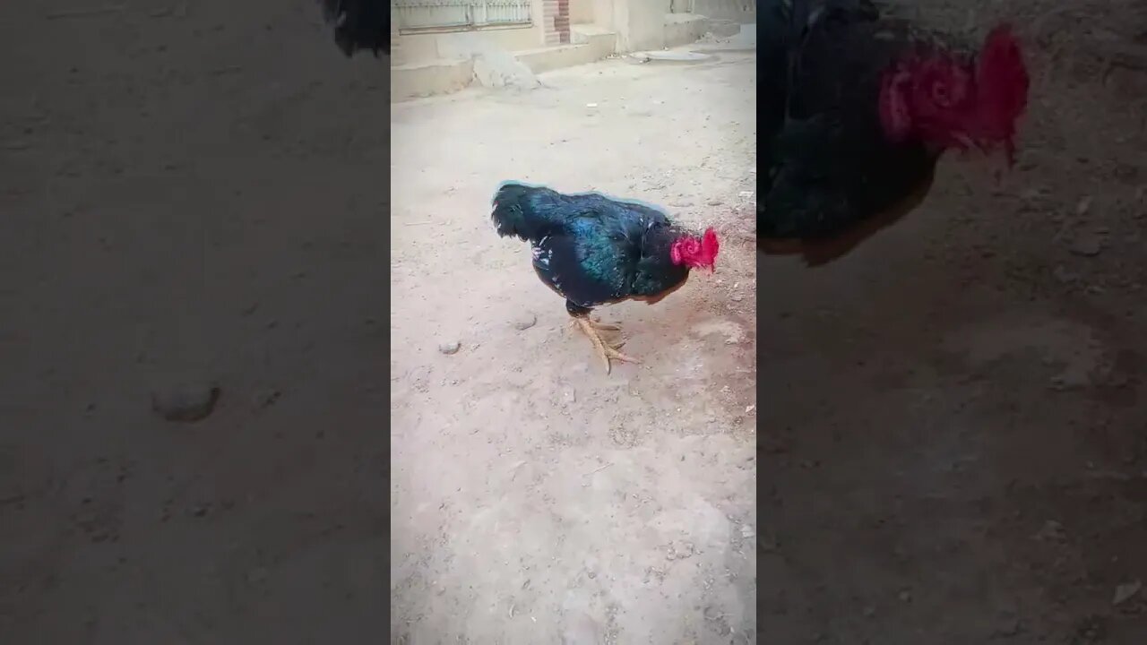 🔥 Mashallah Black King 🔥[ King Aseel ] #rooster #youtubeshorts #king #aseel #attitude #black #shorts