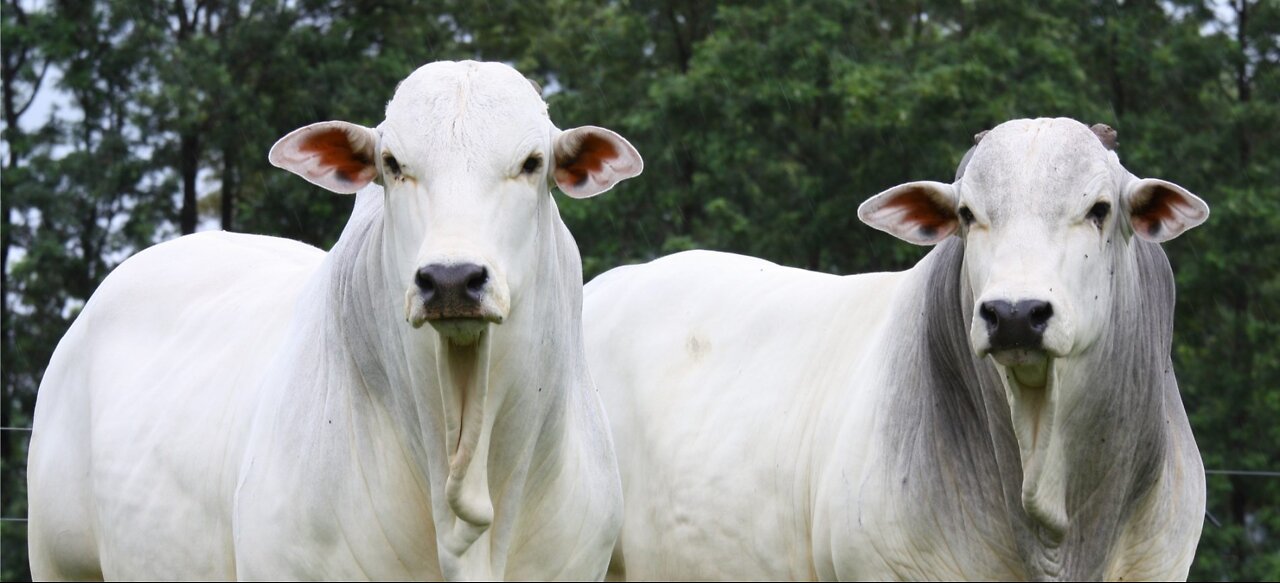 #13 BRAZILIAN OX