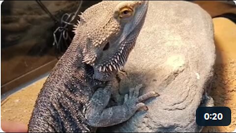 Bearded Dragon Demands Pets