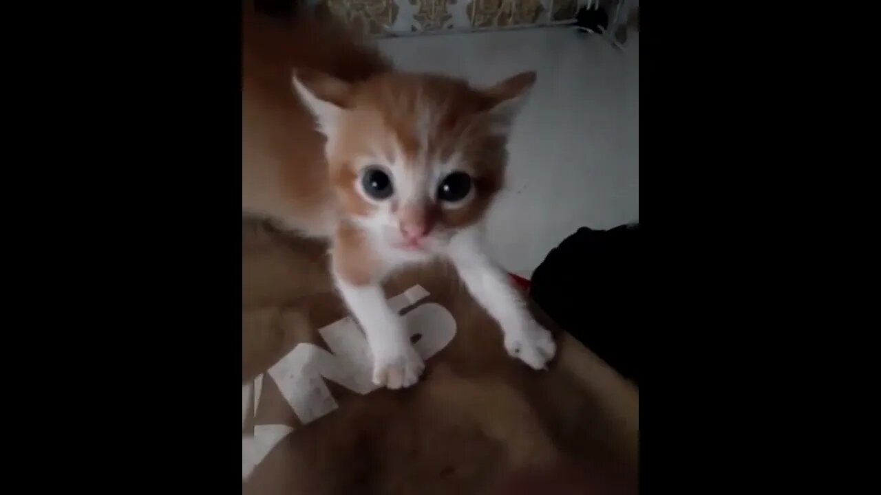 what would happen when you touch angry kitten - ending twist